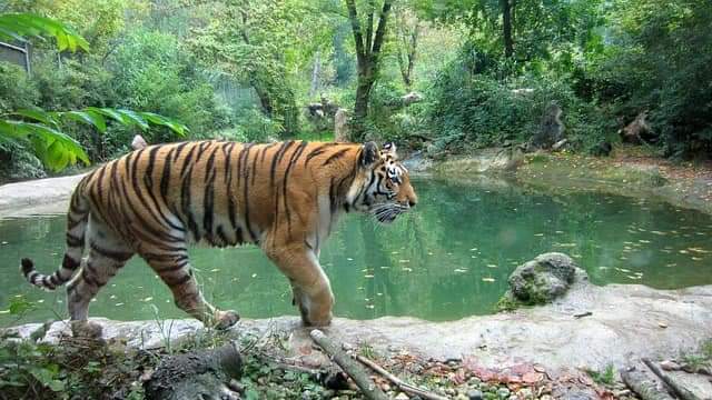 राॅयल बंगाल टाइगर